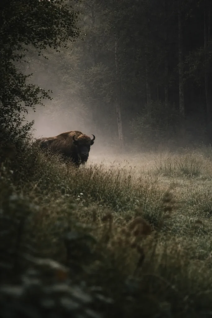 Bison européen dans une clairière brumeuse illustrant le retour des espèces sauvages et la régénération de la nature