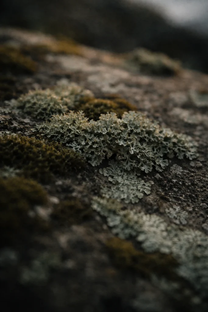 gros plan de lichen sur roche avec texture naturelle en lumière douce, symbole du vivant lent face à l’intelligence artificielle