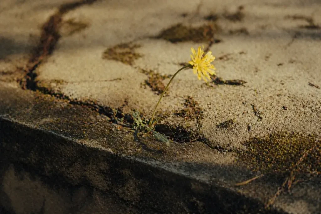 fleur sauvage poussant dans une fissure de béton, symbole de résilience et de culpabilité parentale apaisée malgré les blessures