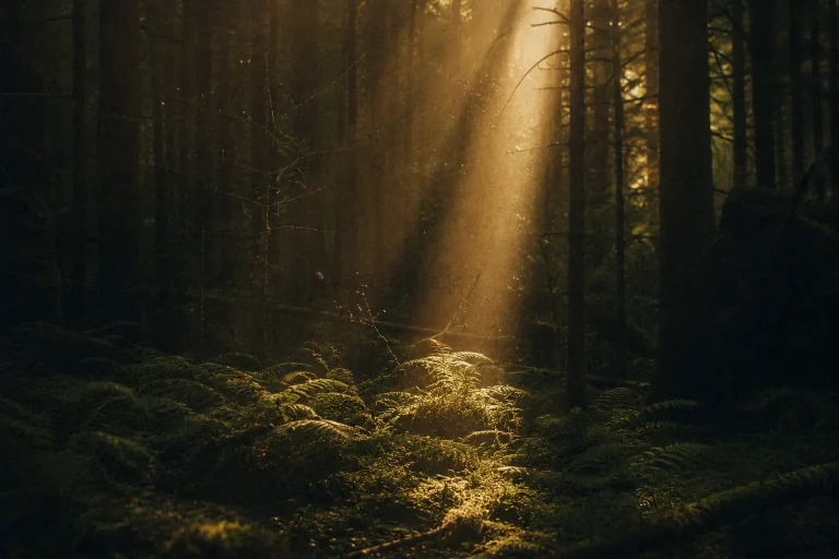 Rayon de lumière dorée traversant une forêt calme et mousseuse — se ressourcer dans la nature après un burn-out et retrouver une forme de paix intérieure.