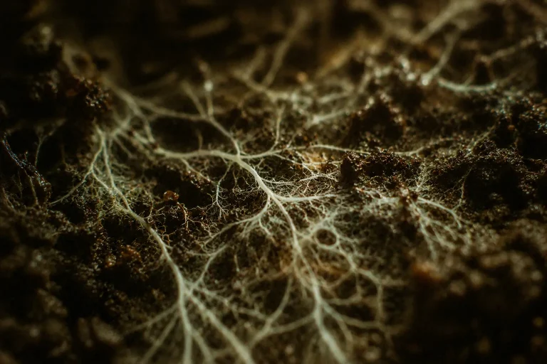 Réseau de mycélium et fines racines dans une terre sombre et humide, symbole du cerveau et de la résilience après un traumatisme