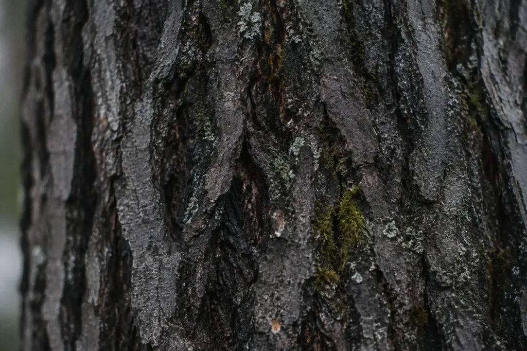 Écorce d’arbre humide en hiver avec mousse discrète — métaphore des signaux physiques du burn-out et de ce qui reste vivant dans l’épuisement