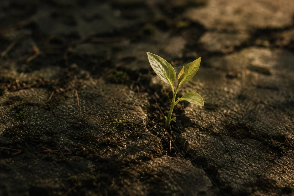 Jeune pousse fragile émergeant d’une terre sombre et ancienne, symbole de transformation intérieure et de transmission apaisée