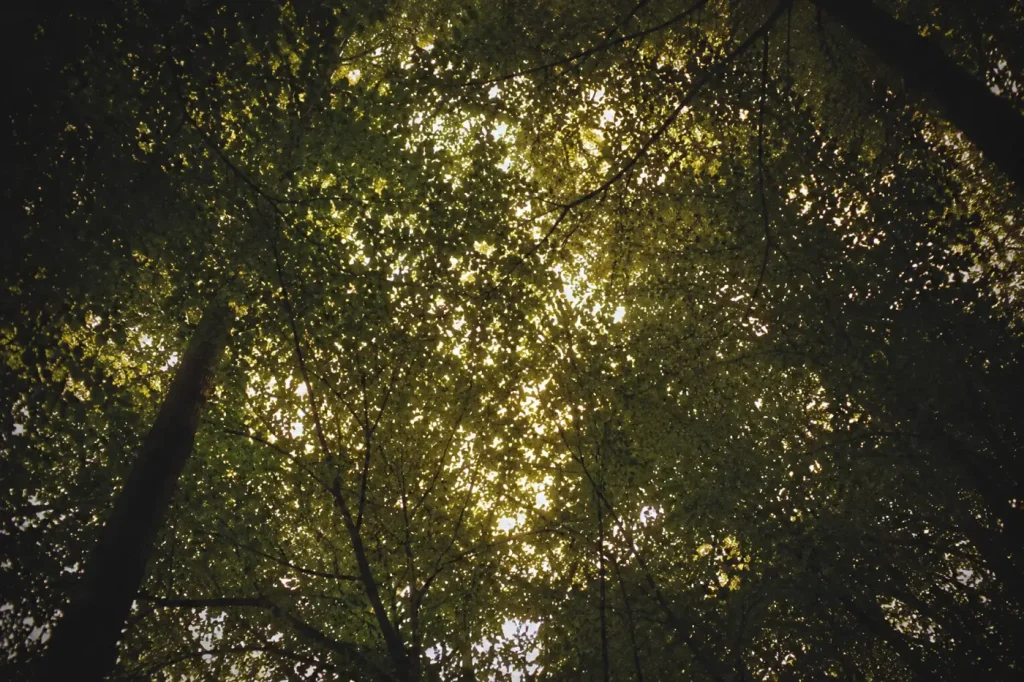 Lumière filtrant à travers une canopée dense dans une forêt profonde — métaphore de la lecture profonde et de l’attention qui se reconstruit
