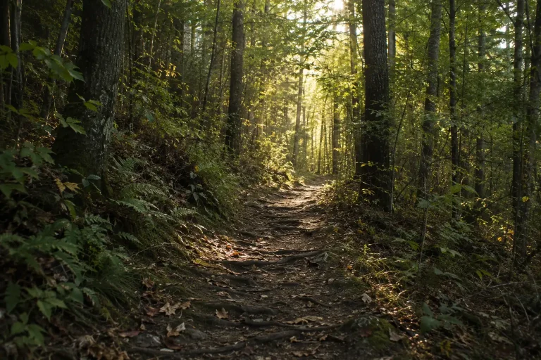 Chemin forestier traversant une forêt calme et lumineuse — symbole de transformation intérieure et de transmission transgénérationnelle consciente