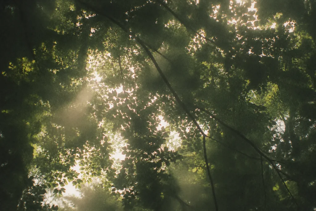 Lumière douce traversant une canopée dense dans une forêt calme — image de résilience, neuroplasticité et reconstruction intérieure après une épreuve