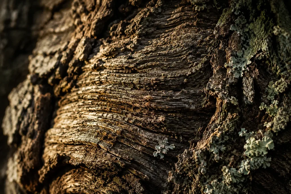 Écorce d’un vieil arbre vue en très gros plan, marquée par des décennies de croissance lente. Les stries profondes et le lichen illustrent pourquoi la guérison prend du temps et comment le temps transforme le vivant.