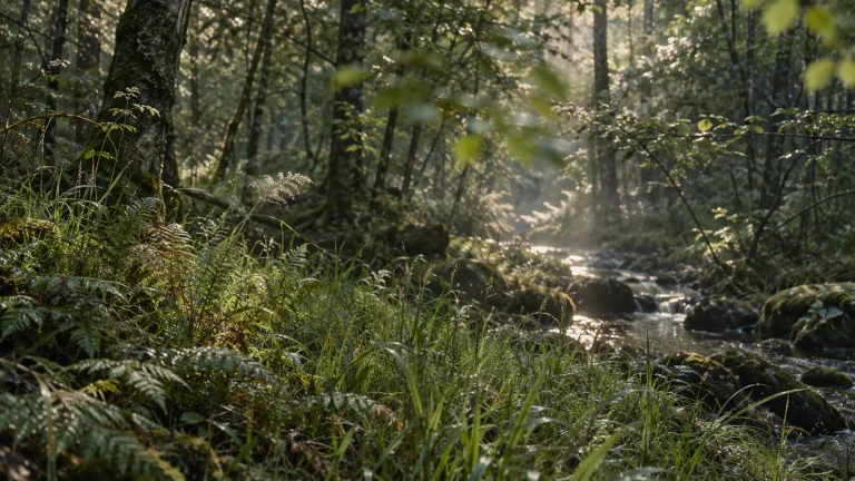 Sous-bois calme avec fougères, herbes en mouvement et ruisseau éclairé, illustrant pourquoi les sons de la nature nous apaisent et le silence vivant de la forêt.
